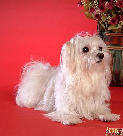 狗狗大全,送给喜欢狗的人）