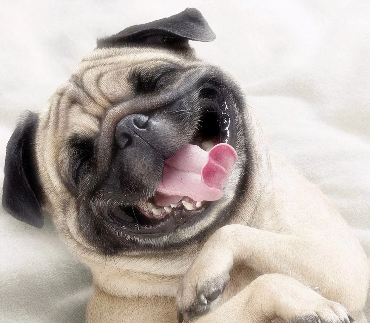 想要养狗,十大不建议穷人养的狗小鹿犬