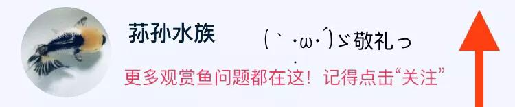 狮子头金鱼温度多少合适,狮子头金鱼喂什么饲料好