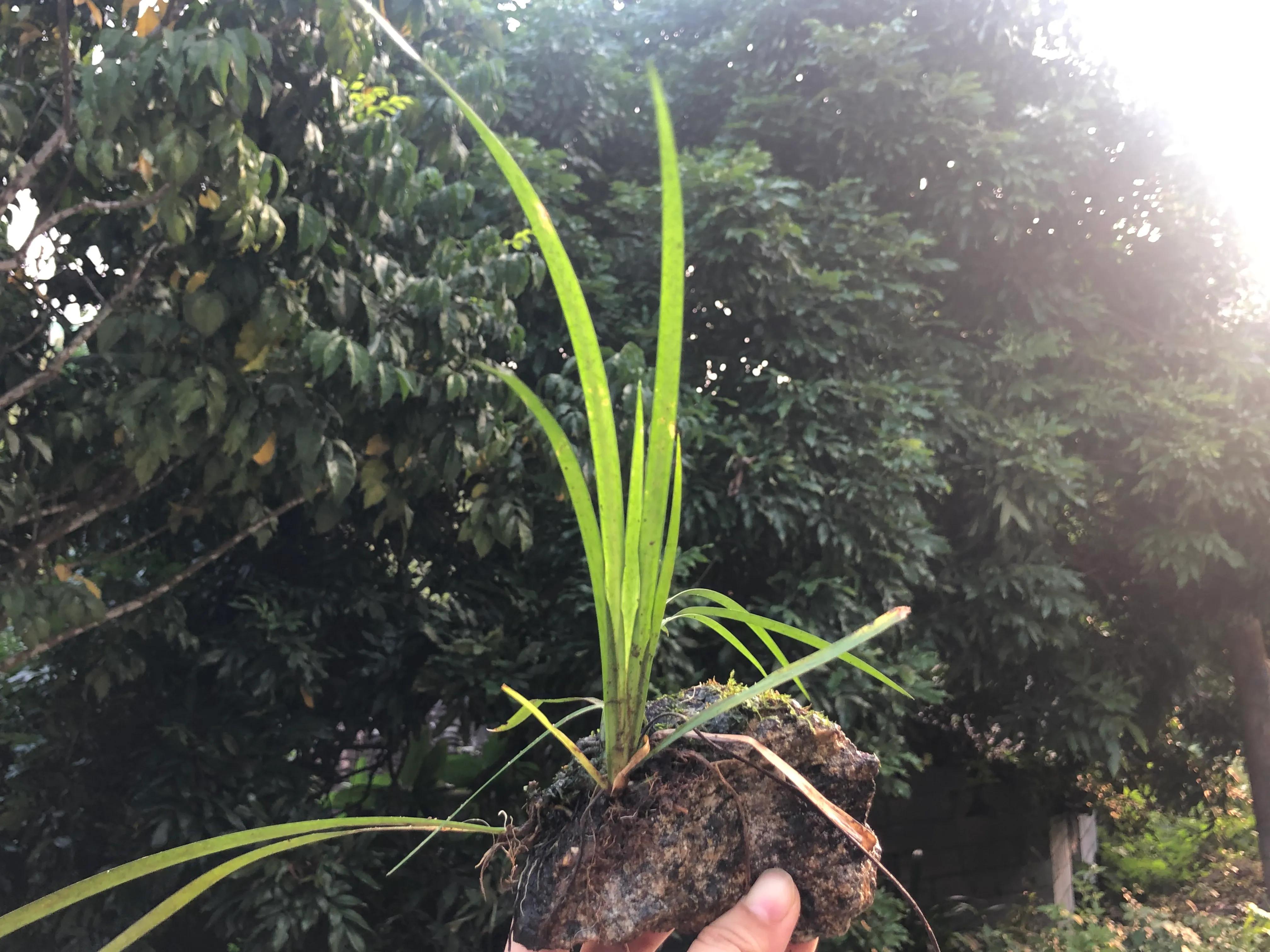 娣卞北鑰佹灄閲庤彍妞嶇墿,鍘诲璁垮北闂寸殑閲庣敓鏈崏妞嶇墿