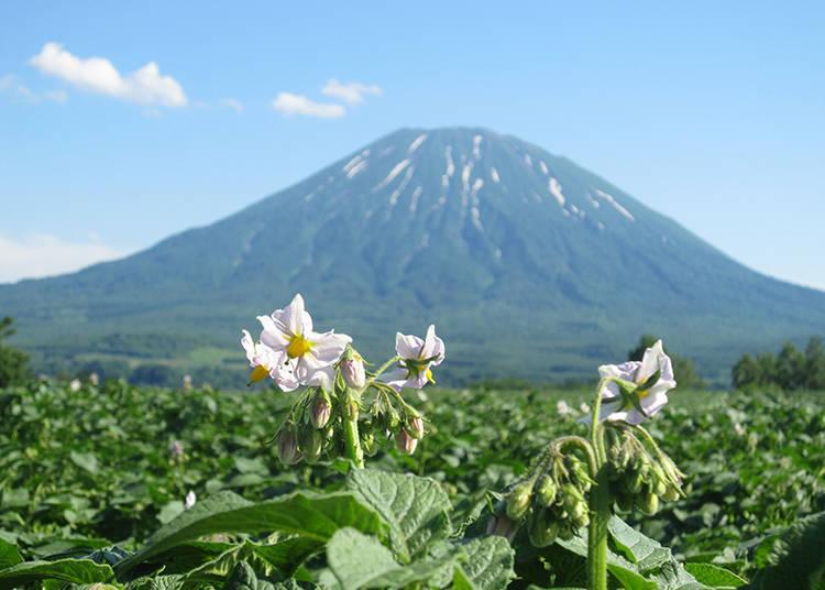 探访北海道的美妙大自然！新雪谷·羊蹄山区域的必访绝美景点