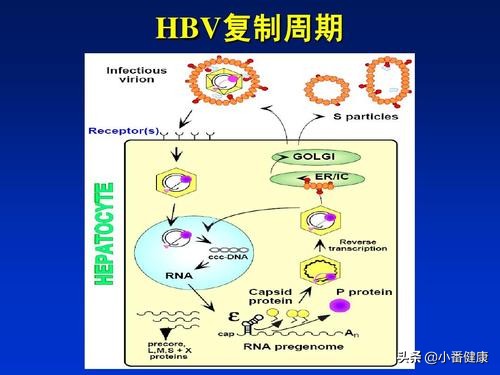 结合病毒基因（DNA），乙肝145阳性者，重视早期肝硬化预防