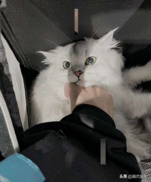 go猫粮吃了会黑下巴吗,go猫粮吃了拉黄水