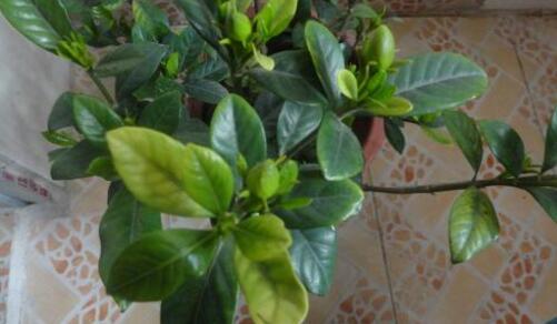 栀子花出现黄叶怎么办,栀子花黄叶怎么办小视频