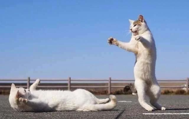 如何让猫咪的毛发保持鲜亮有光泽,猫咪毛发秃了一块