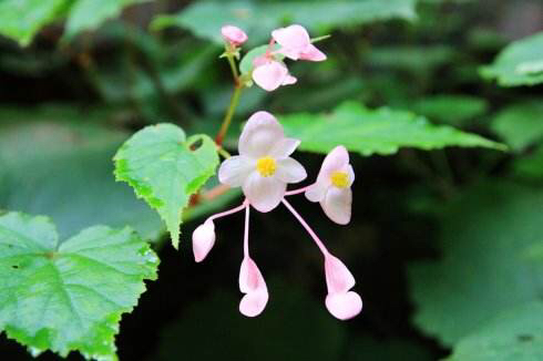 红黑二丸药材图片,红黑二丸主治什么