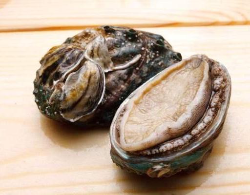 平常大家所提到的鲍鱼，它究竟是长啥样的呢？