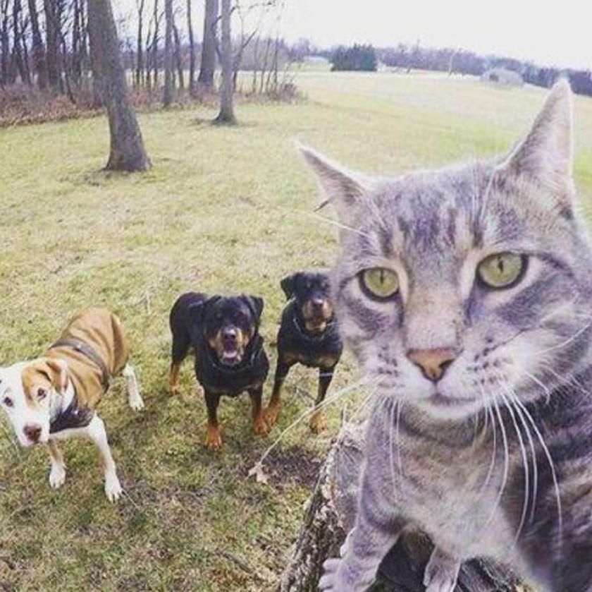 生活在宠物天堂的动物,在天堂的猫狗