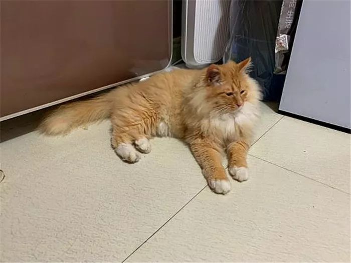 长毛猫和短毛猫哪个更好养,长毛猫和短毛猫哪个更打理