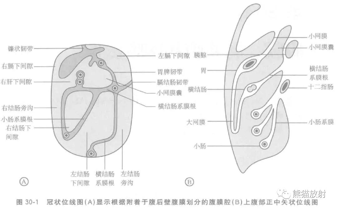 肠系膜解剖图,肠系膜解剖图解