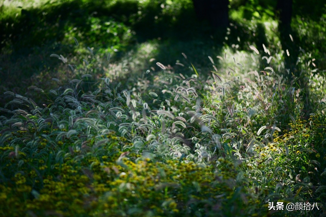 北京圆明园一日游推荐,圆明园秋色如画