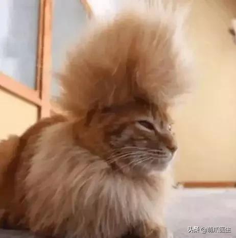 猫为什么喜欢屁股对着主人,猫对着人撅屁股是怎么回事