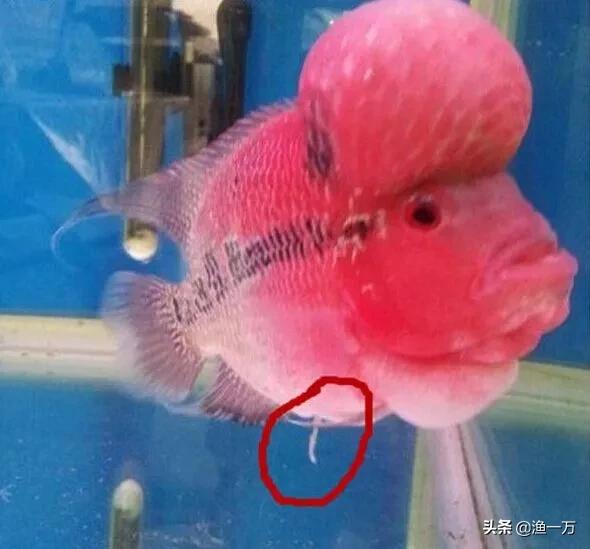 罗汉鱼肠炎好转过程图,为什么罗汉鱼忽然肠炎了