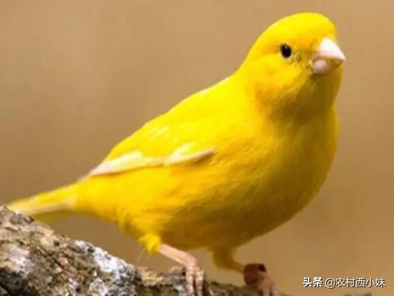 金丝雀好养么,金丝雀常见的几种病