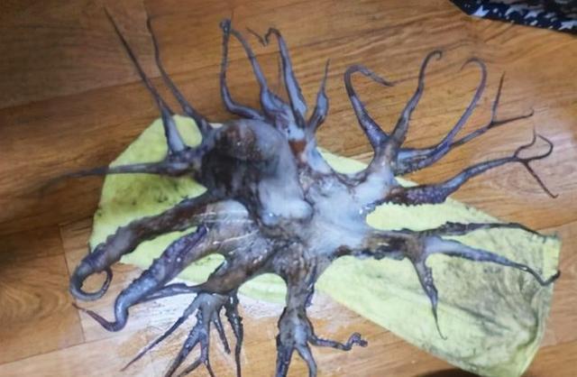 有研究表明章鱼的智商比人类高吗,智力堪比5岁儿童的章鱼