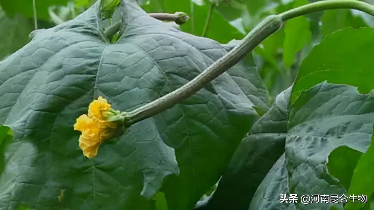 丝瓜种植技术和追施什么肥料,丝瓜种植用什么控旺药好