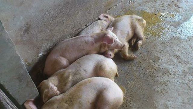 几种常见猪病治疗用药配方表,猪病诊断与防治大全