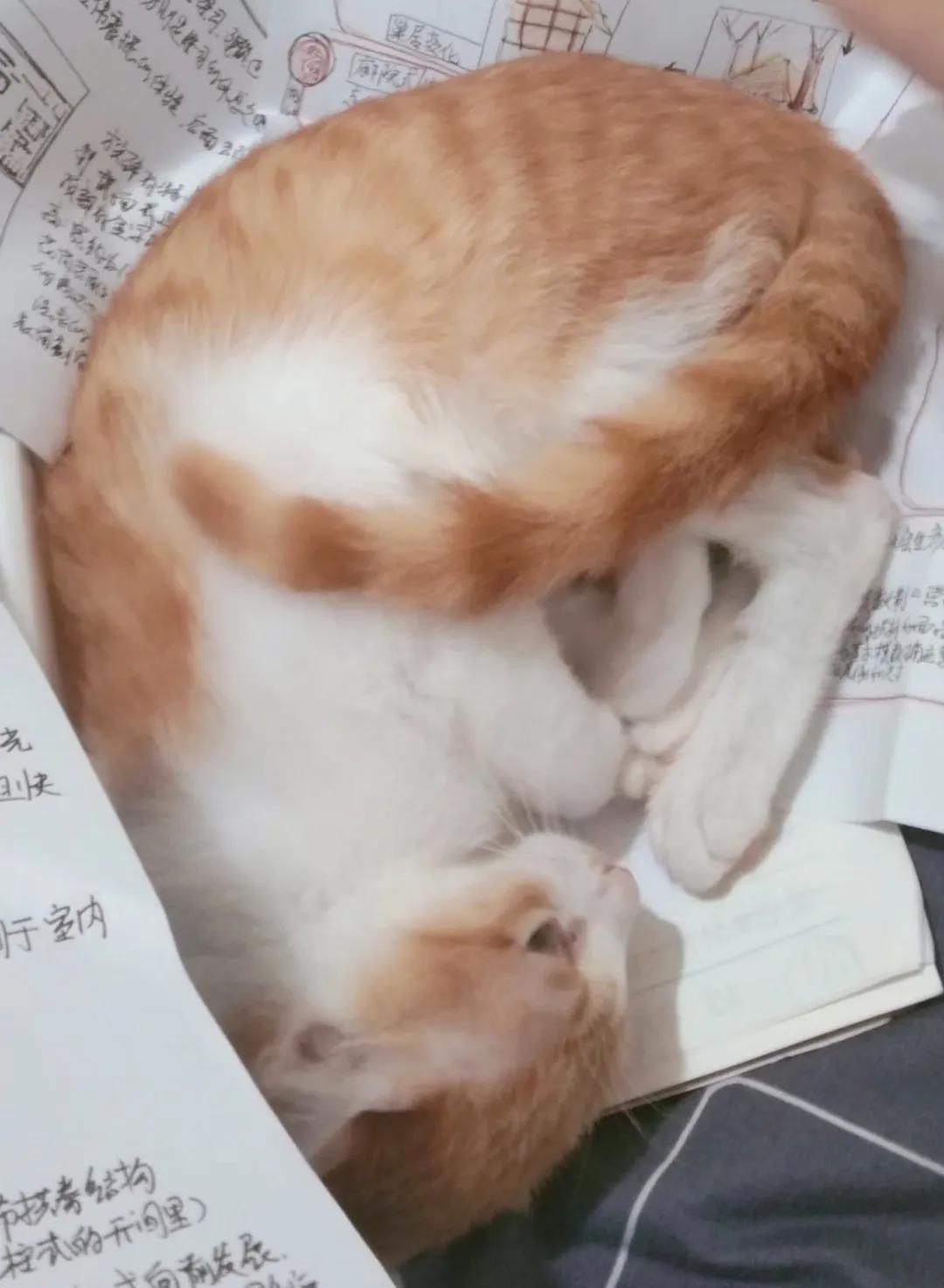 和宠物沟通说什么,宠物谈恋爱怎么回事