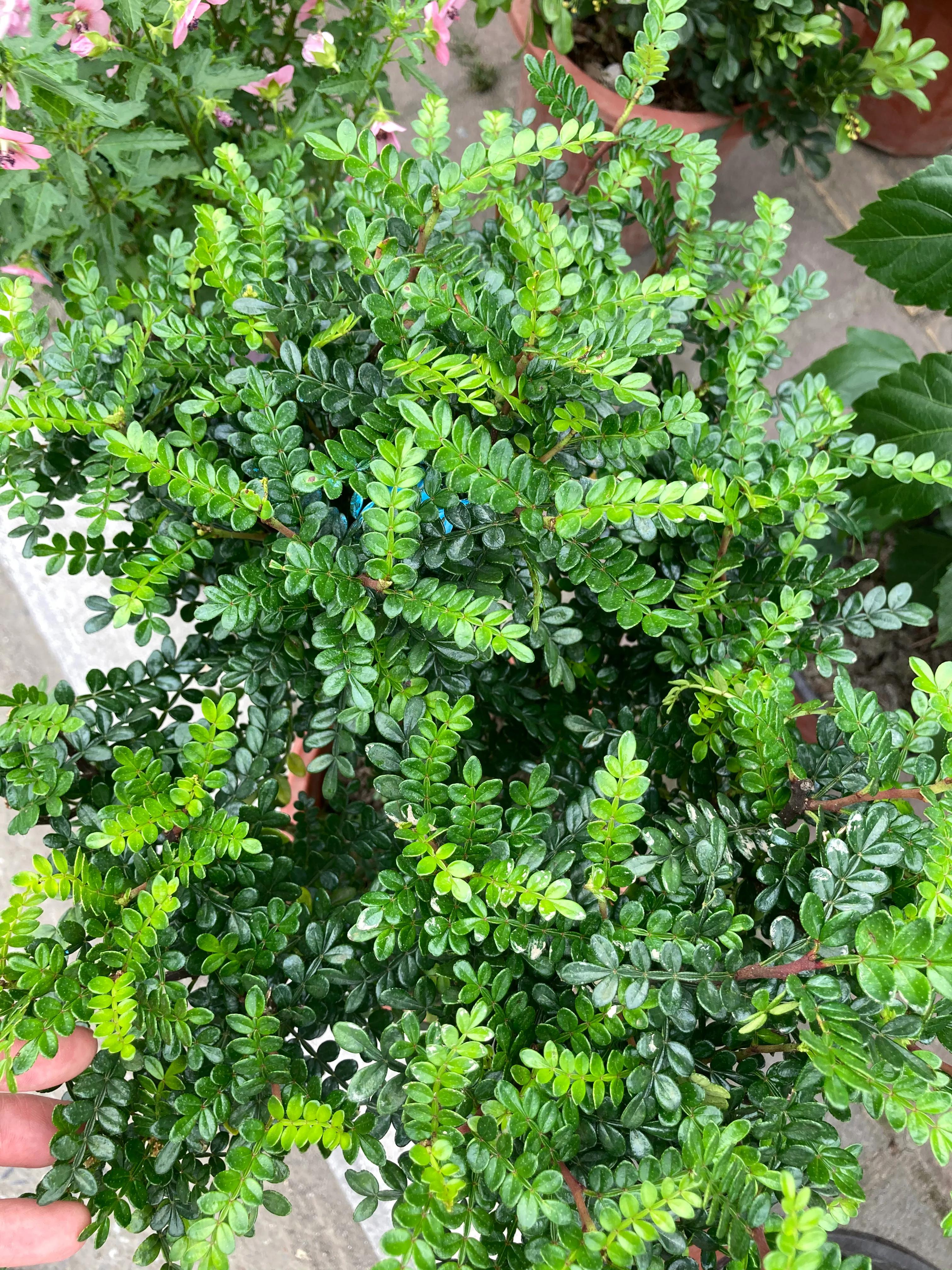 花市常见的一款绿植（清香木），为什么容易落叶，盆栽老板这么说