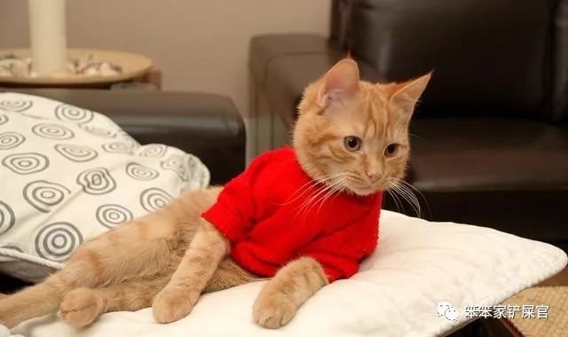 猫咪乱拉尿，打一顿解决不了问题：找出乱拉尿原因才是关键