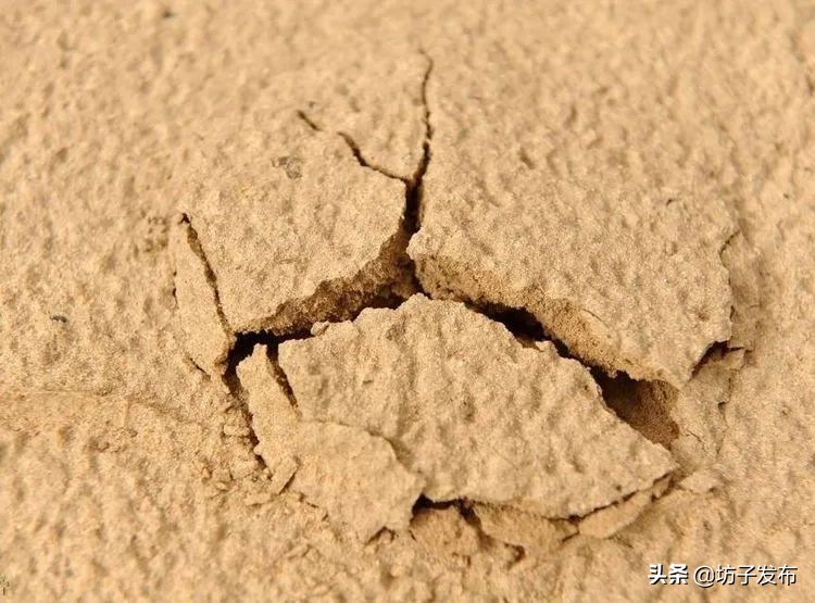 鎴戜滑鏉ュ埌浜嗕腑鍥界殑鑺︾瑡涔嬩埂,鍧婂瓙鑺︾瑡