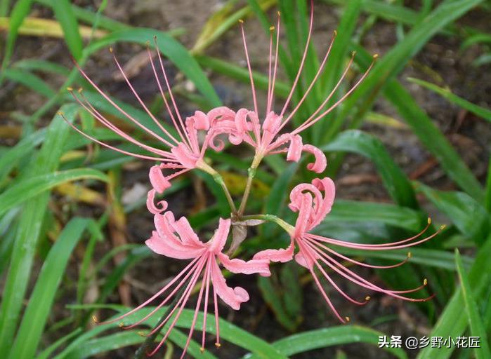 忽地笑和彼岸花哪个好看,彼岸花和忽地笑区别