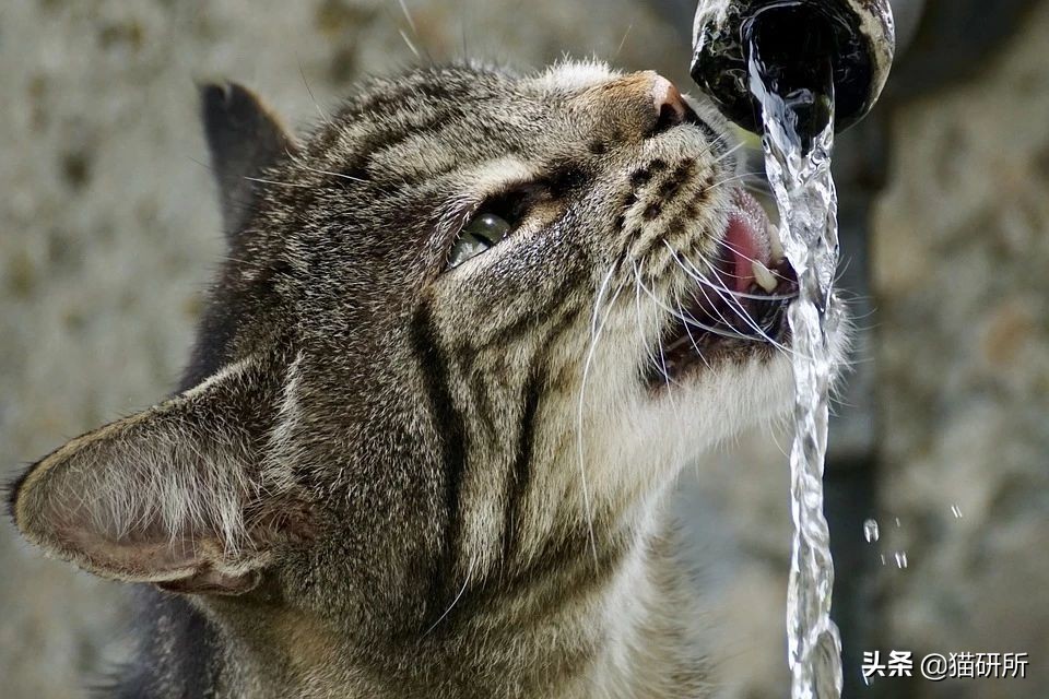 猫咪为什么喜欢马桶水,为啥猫咪喜欢喝洗澡水