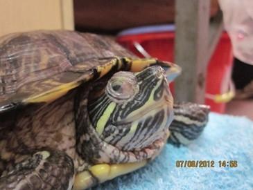 龟得了白眼病怎么养,养龟预防白眼病