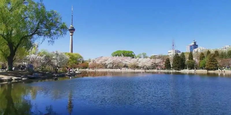 玉渊潭公园樱花新闻,玉渊潭公园樱花历史