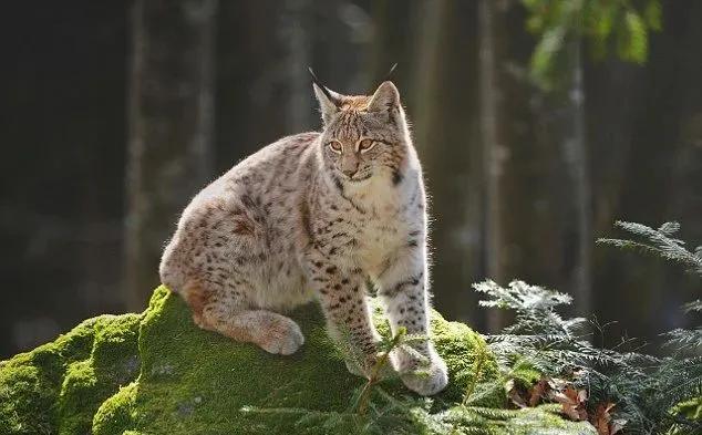 范冰冰算犯罪吗,范冰冰算不算劣迹艺人