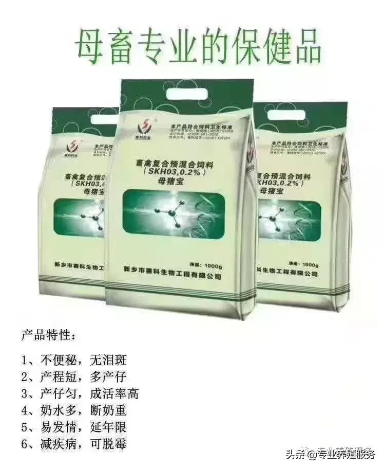 巴马香猪母猪产子需要关注什么,母猪生产第一胎太慢了应关注什么