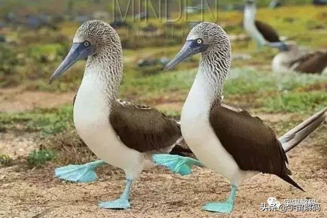 这些动物小时候太可爱简直萌化了,世界十大最受欢迎的动物