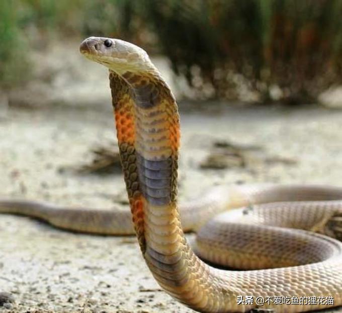 亚洲眼镜蛇的九个亚种,亚洲眼镜蛇分布区域