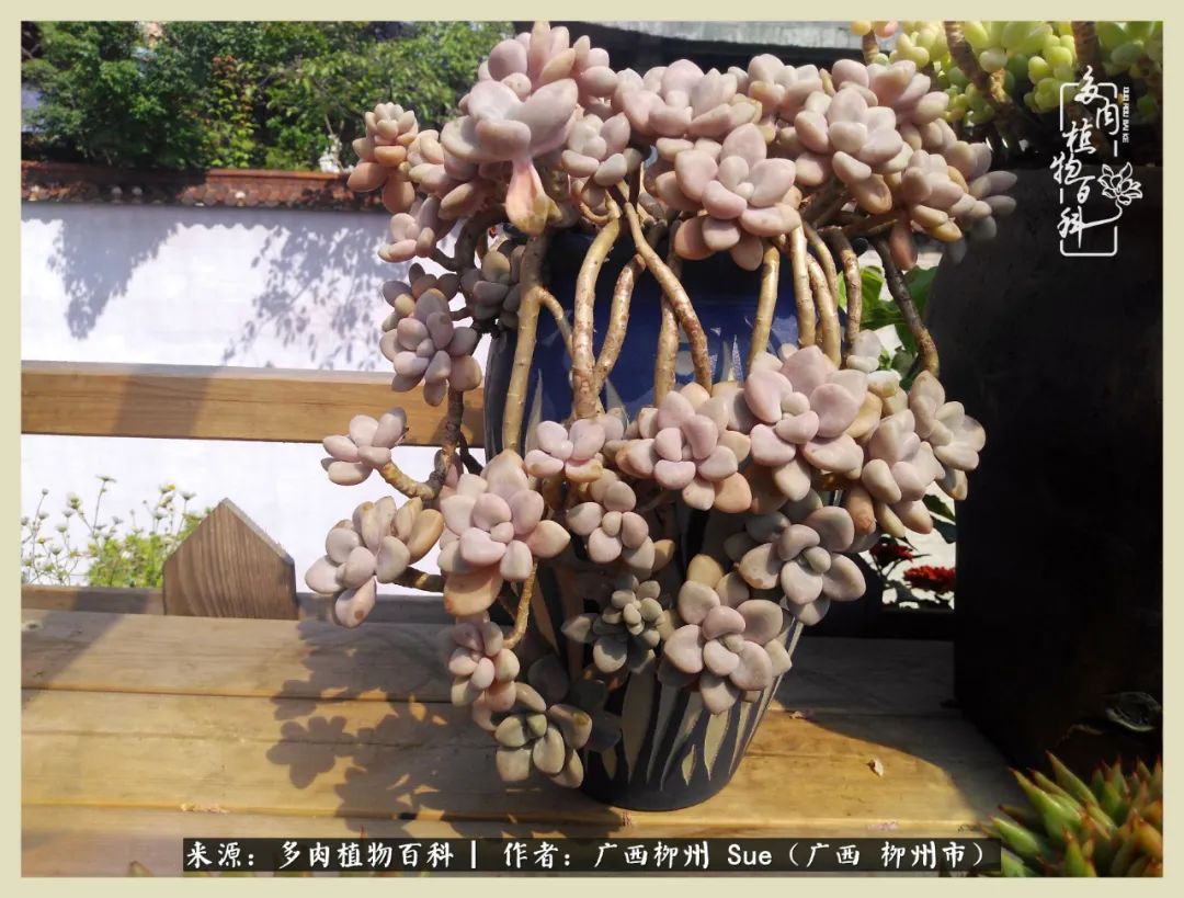 艳阳高照凉爽贵州，我要勤快地捕捉美好！（二）