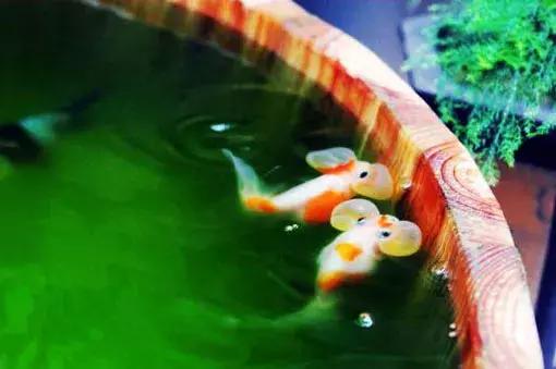 瓷盆古法养金鱼技术,古法养鱼正确做法