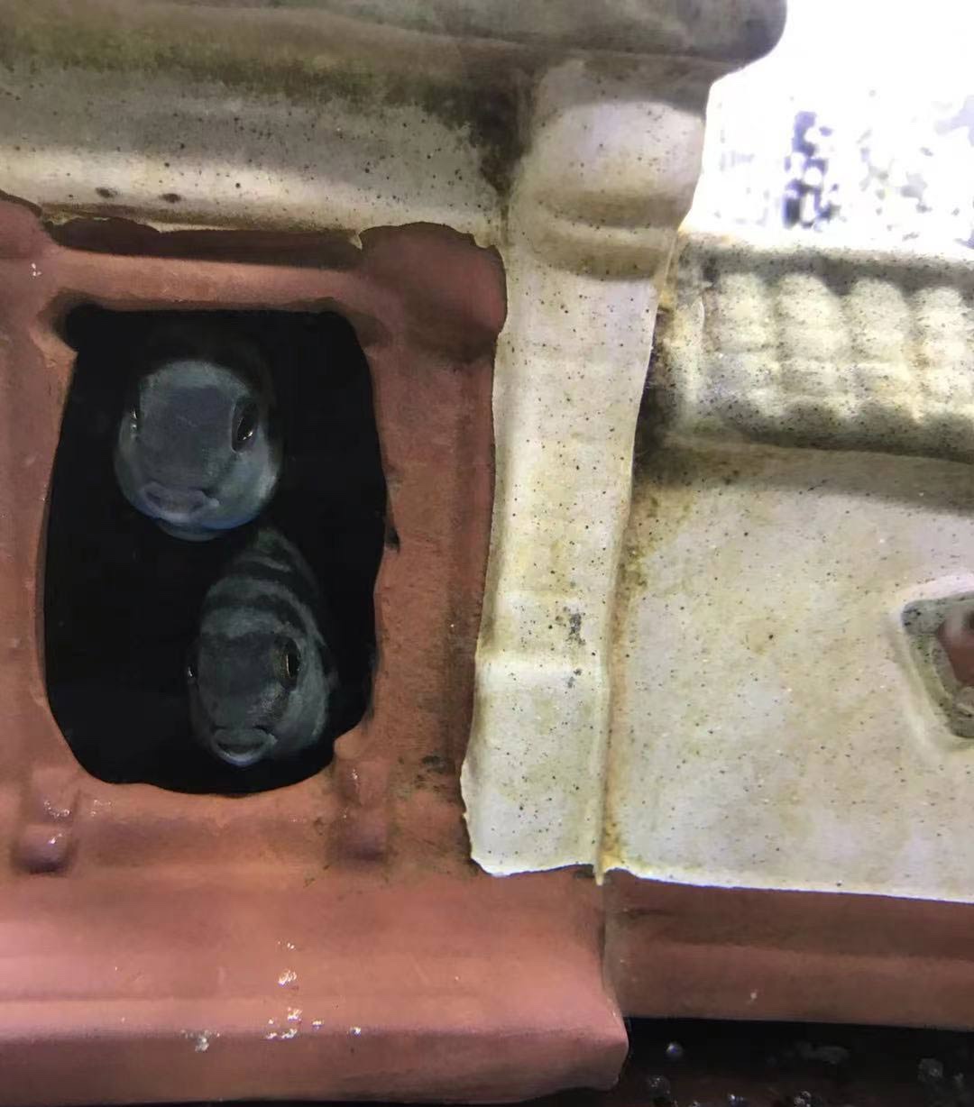 迷你鹦鹉鱼和中国斗鱼打架,迷你鹦鹉鱼打架什么样