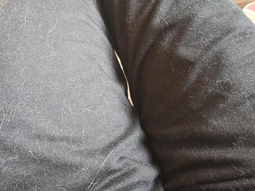 猫咪掉毛铲屎官怎么办,怎样解决猫咪掉毛非常严重的情况