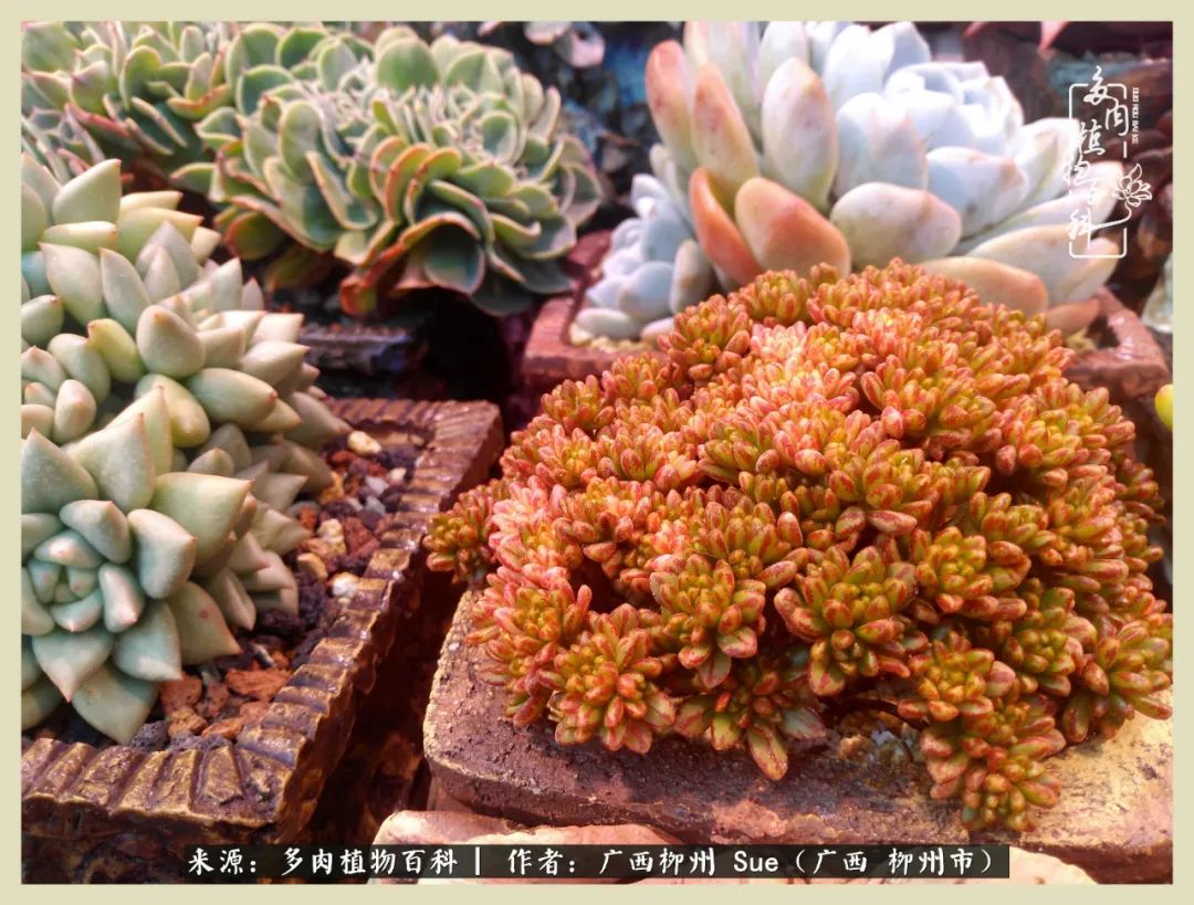 艳阳高照凉爽贵州，我要勤快地捕捉美好！（二）