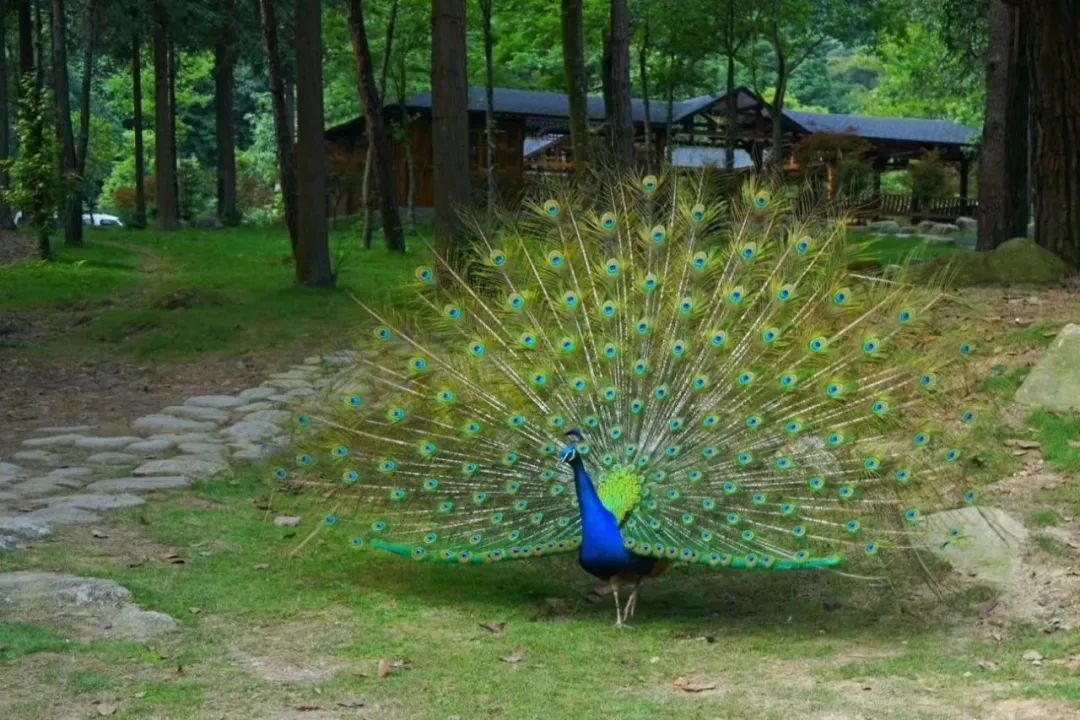 贺州姑婆南国仙山景区,贺州姑婆山景区旅游攻略