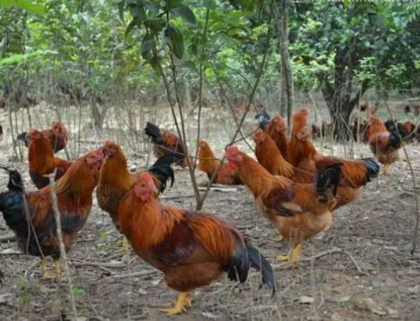 鸡盲肠肝炎用什么药效果好呢,鸡盲肠肝炎症状及图片