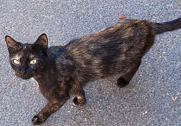 猫吃什么食物增肥最快,猫太瘦了怎么增肥最快