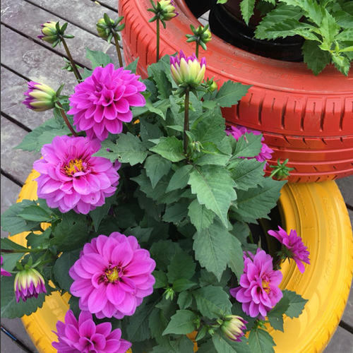 10种易养活的室内植物花,100种家庭花卉种植盆栽大全