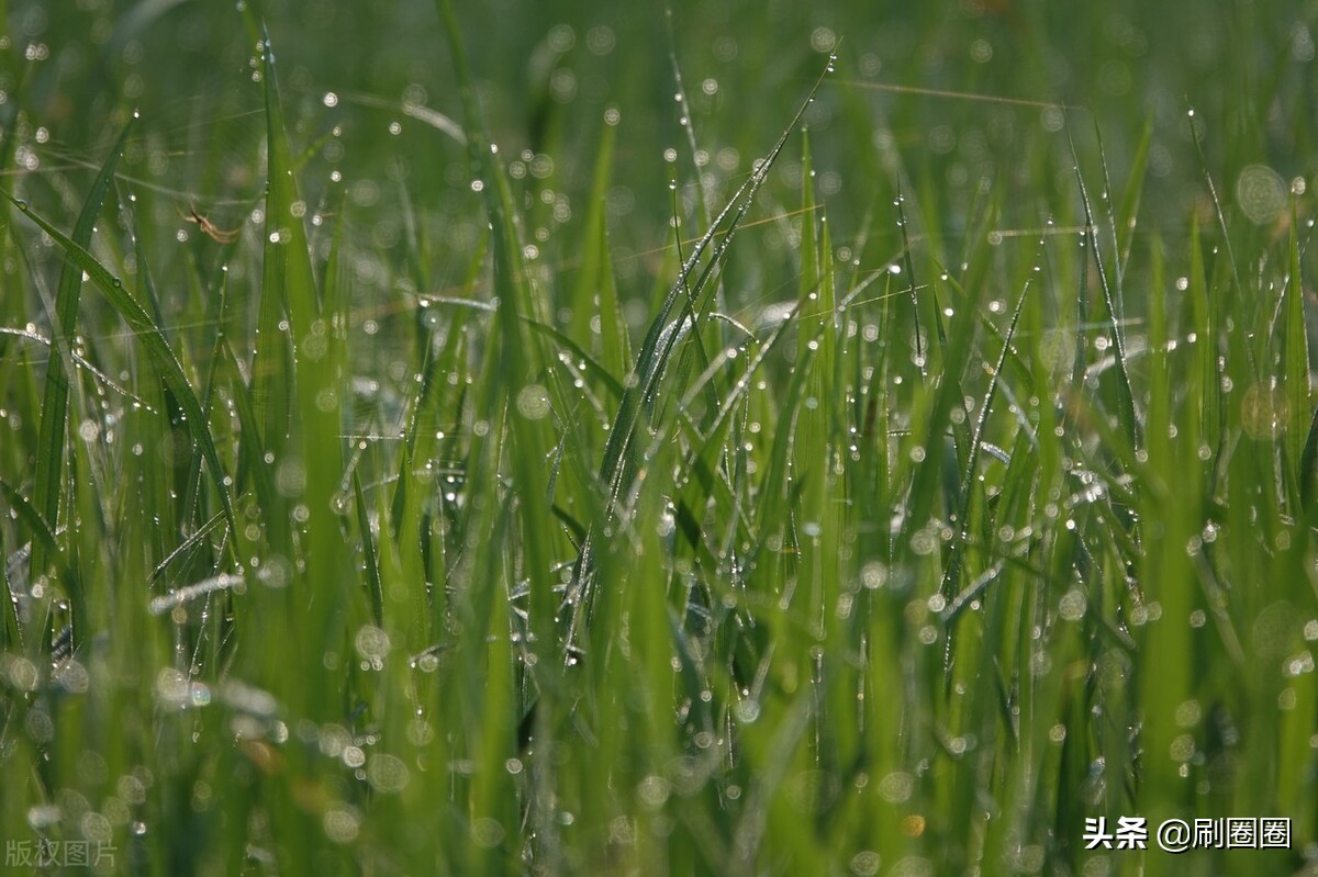 六年级作文一单元变形记范文,六上第一单元作文变形记优秀范文