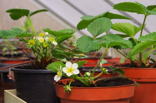 盆栽草莓叶子边缘干枯要剪掉吗,草莓叶子边缘干枯有什么办法补救