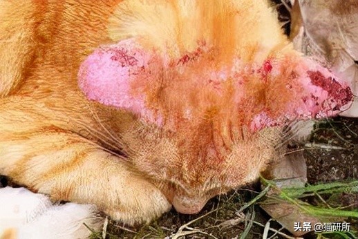猫咪耳螨怎么治疗才能彻底好,耳螨猫咪用什么药猫咪老是乱动