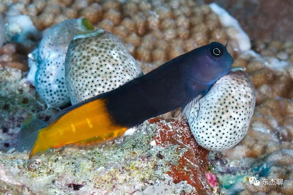 海缸控制弧菌,海缸控制有机物