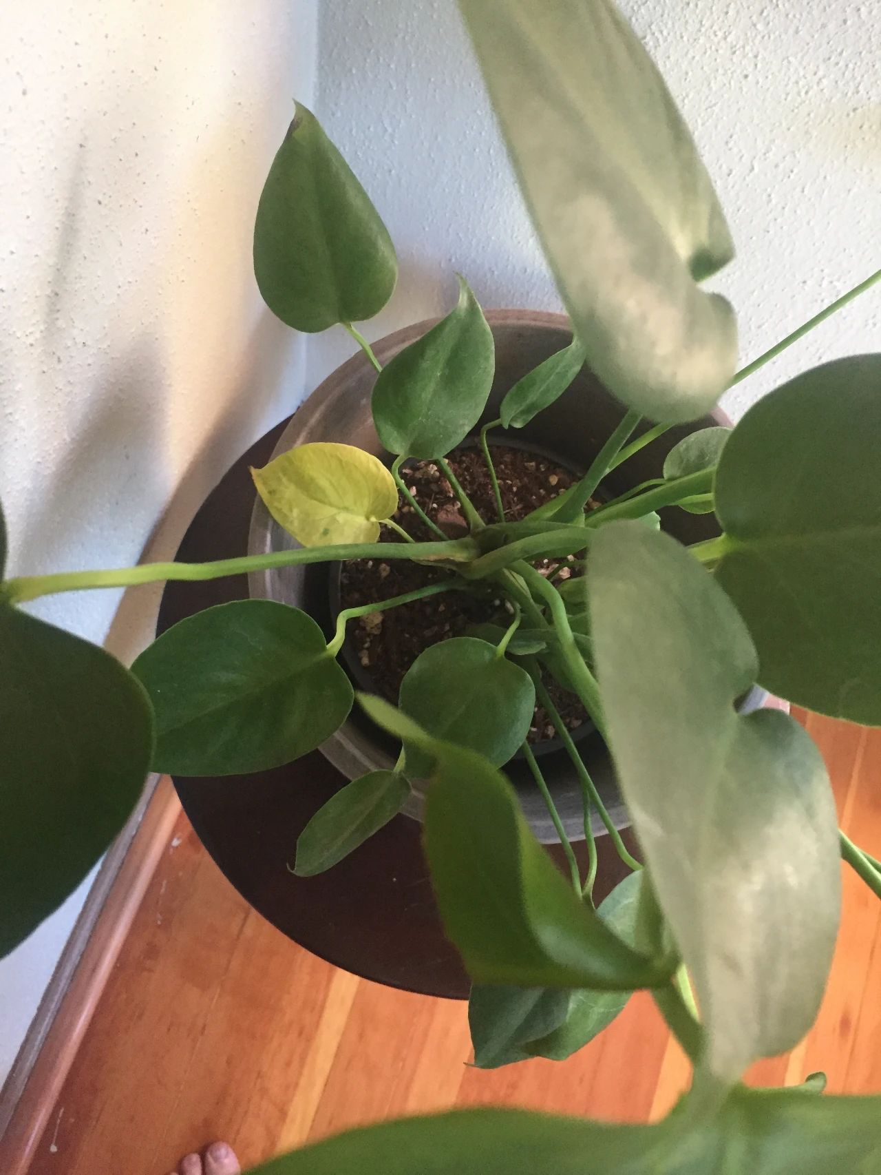 水培龟背竹黄叶后怎么处理干净,龟背竹黄叶怎么补救最佳方法