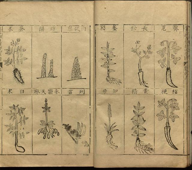 本草纲目中插图是李时珍画的吗,本草纲目李时珍插图