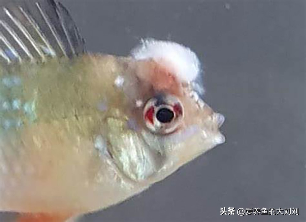 水霉病是怎么造成的,如何解决水霉病