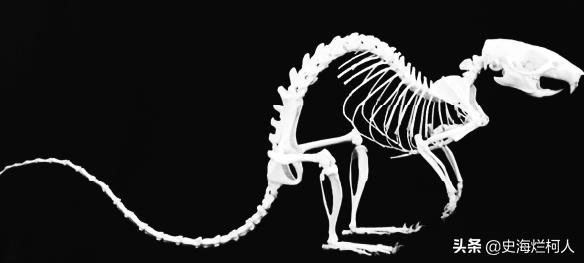 十二生肖鼠来历的传说,鼠为啥排名十二生肖之首